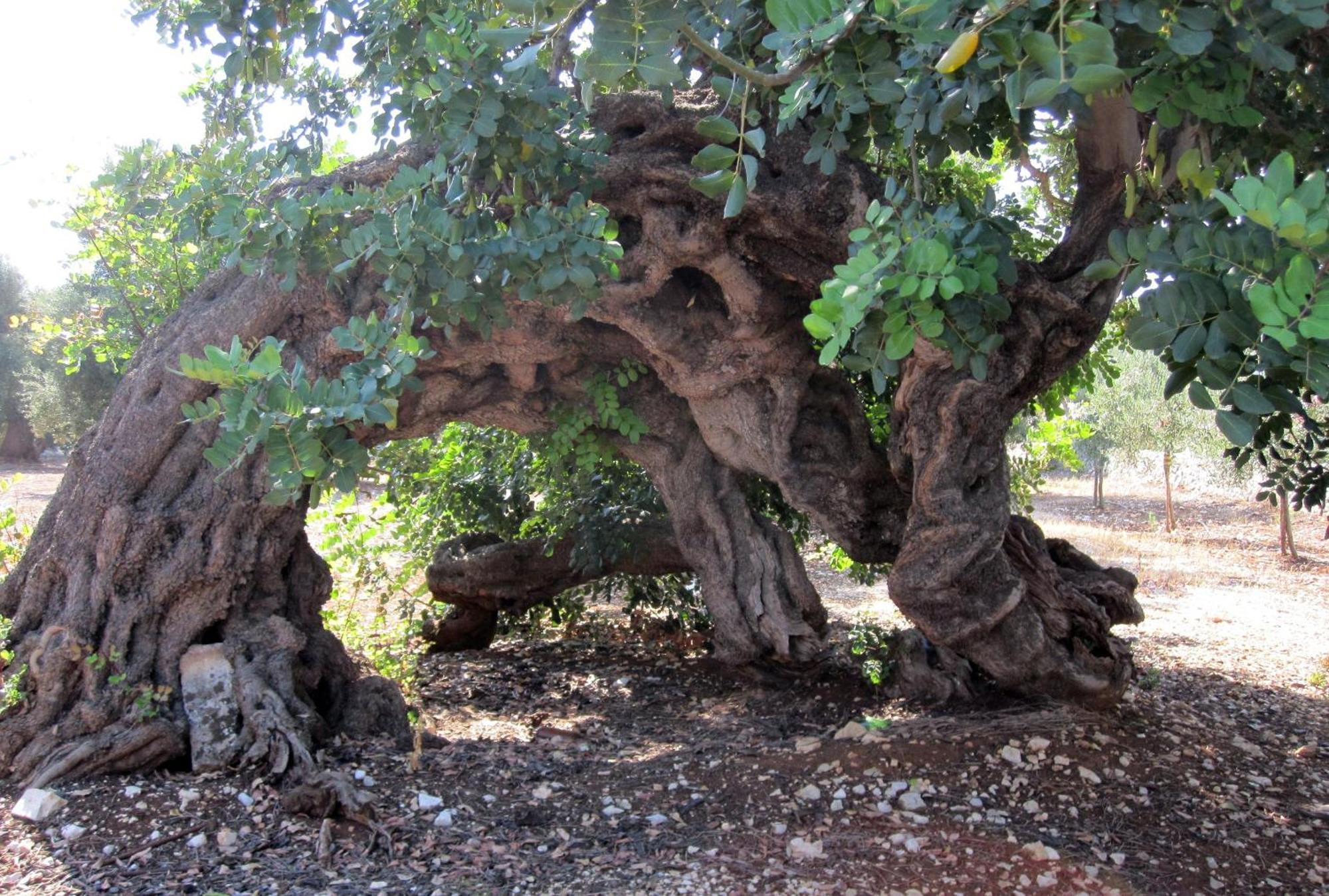 Masseria Don Sante ฟาซาโน ภายนอก รูปภาพ