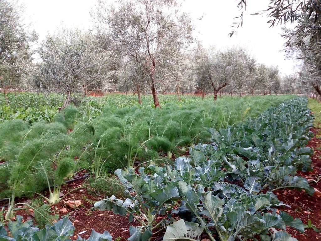 Masseria Don Sante ฟาซาโน ภายนอก รูปภาพ