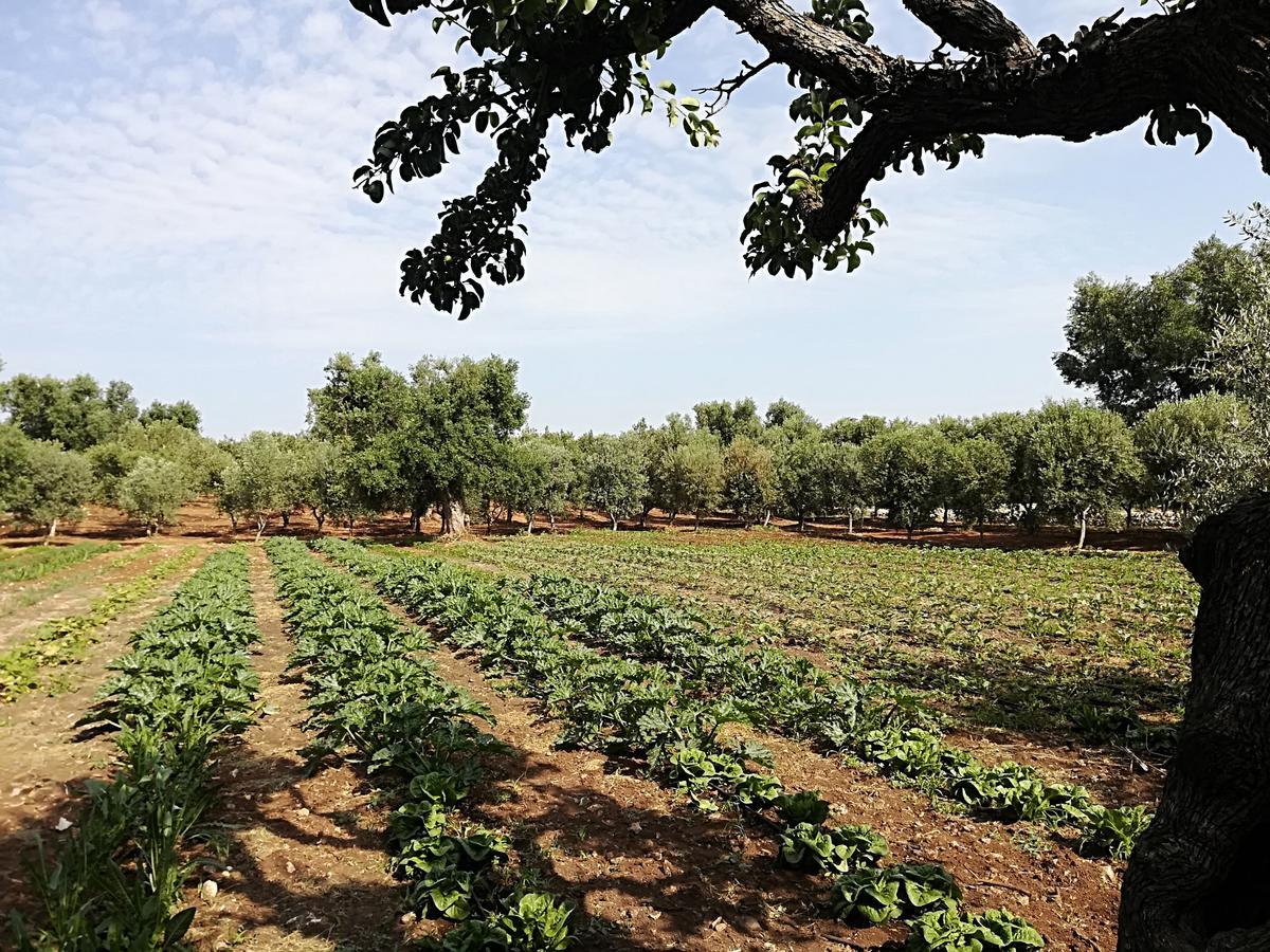 Masseria Don Sante ฟาซาโน ภายนอก รูปภาพ